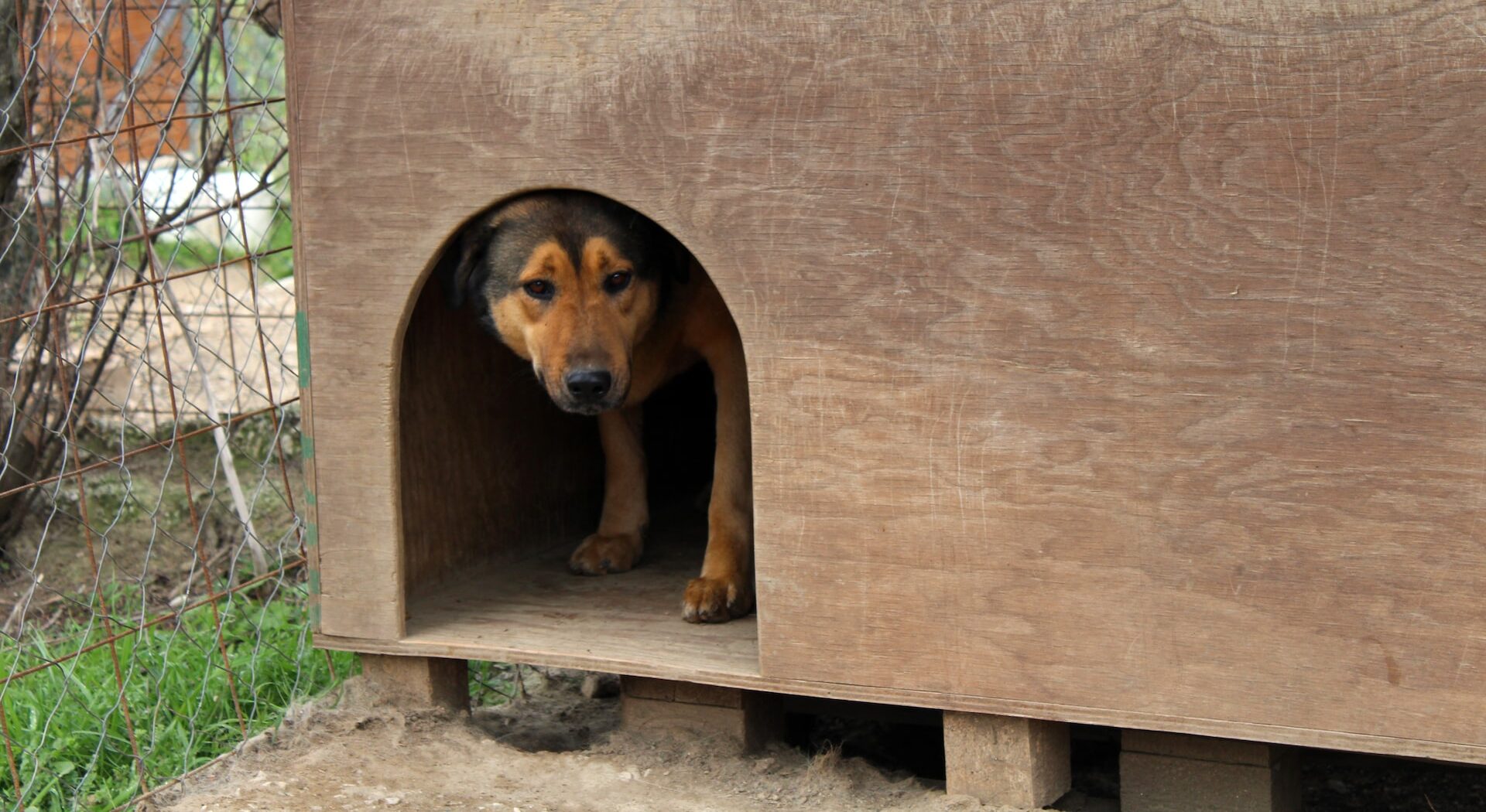 隠れているイヌ