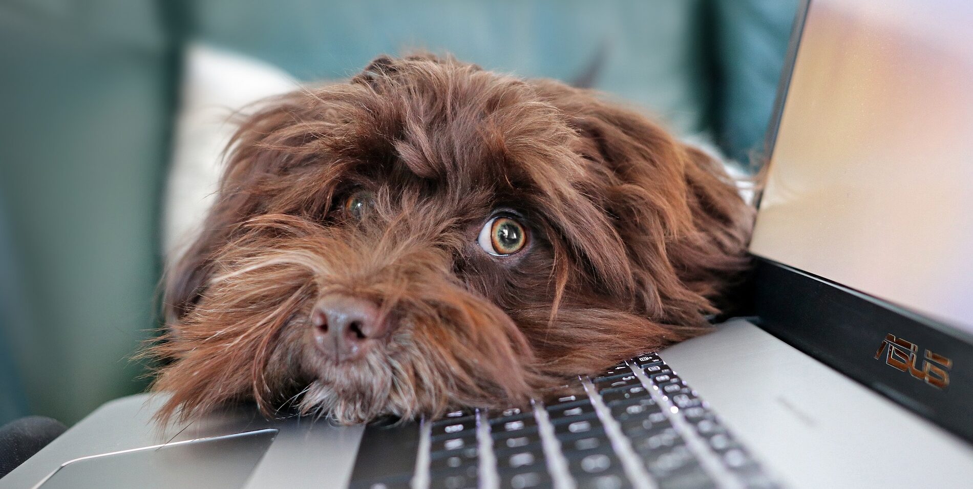 イヌとパソコン