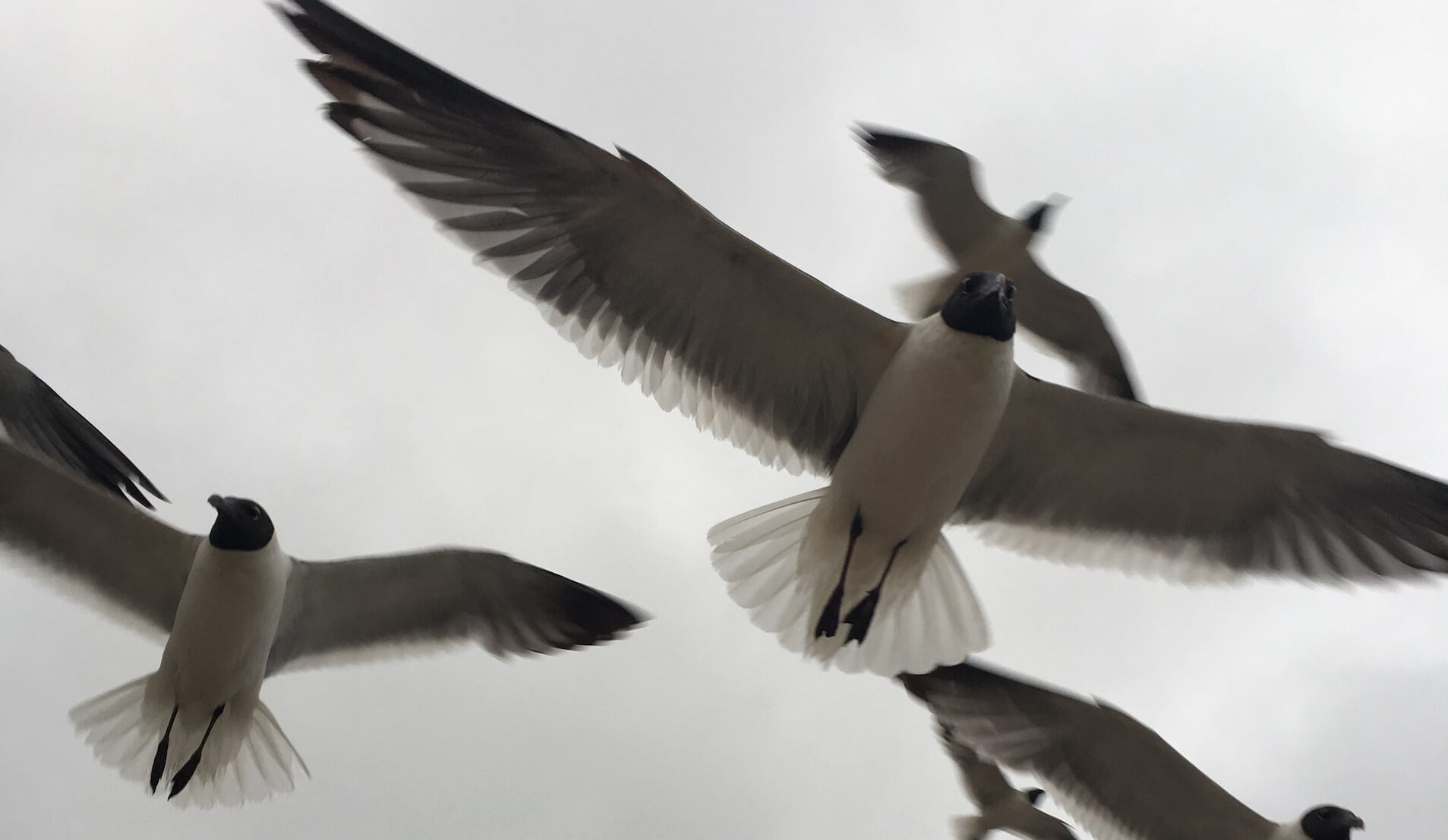 羽ばたく鳥たち