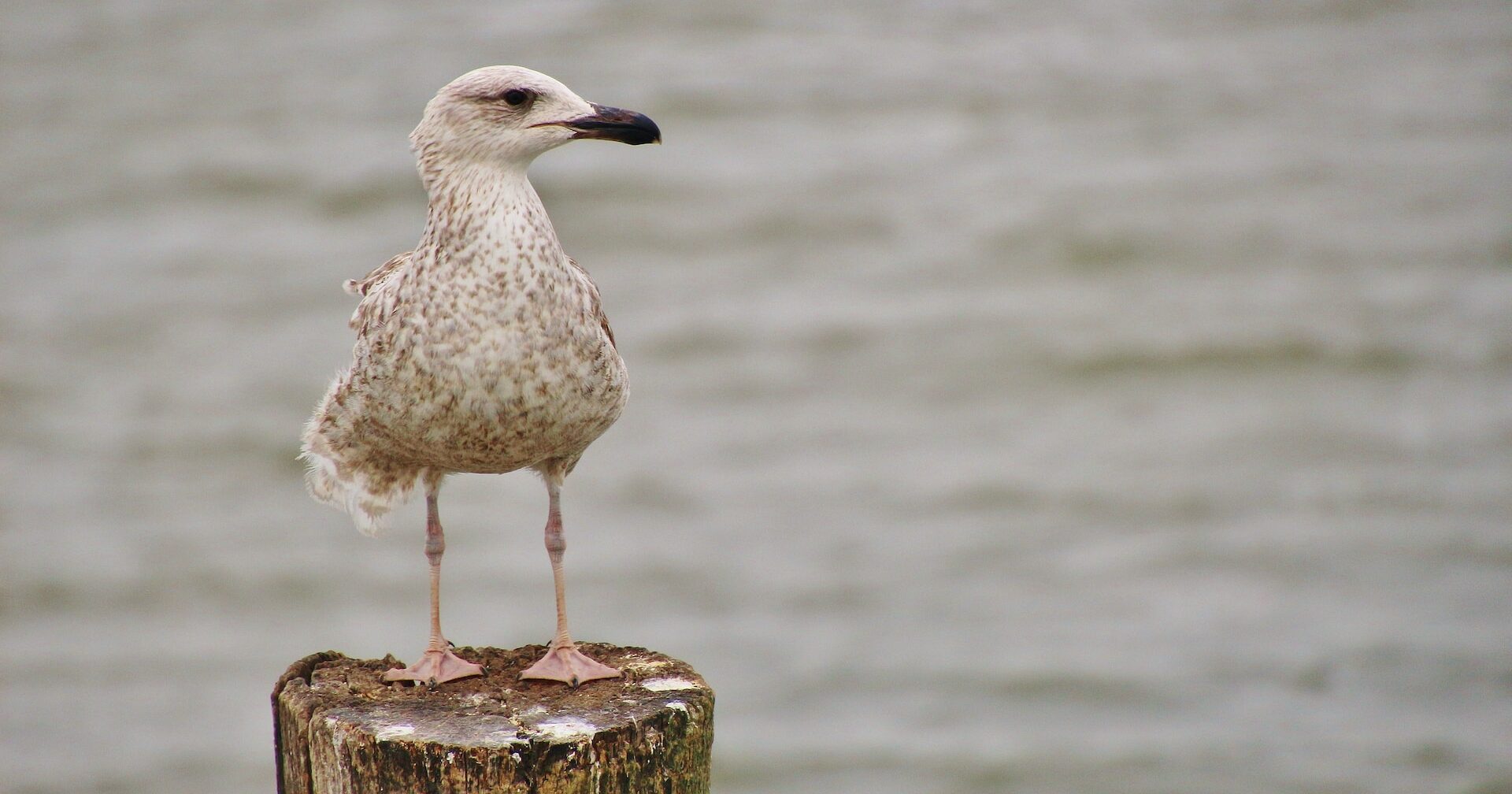鳥が何かを考えている