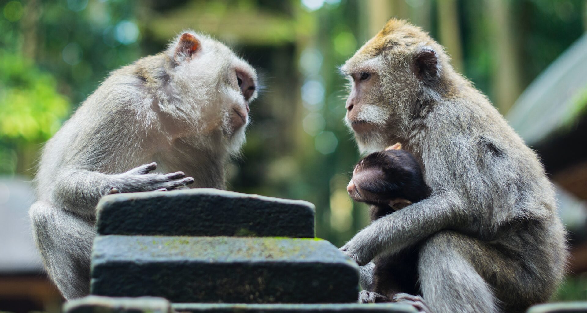 コミュニケーション