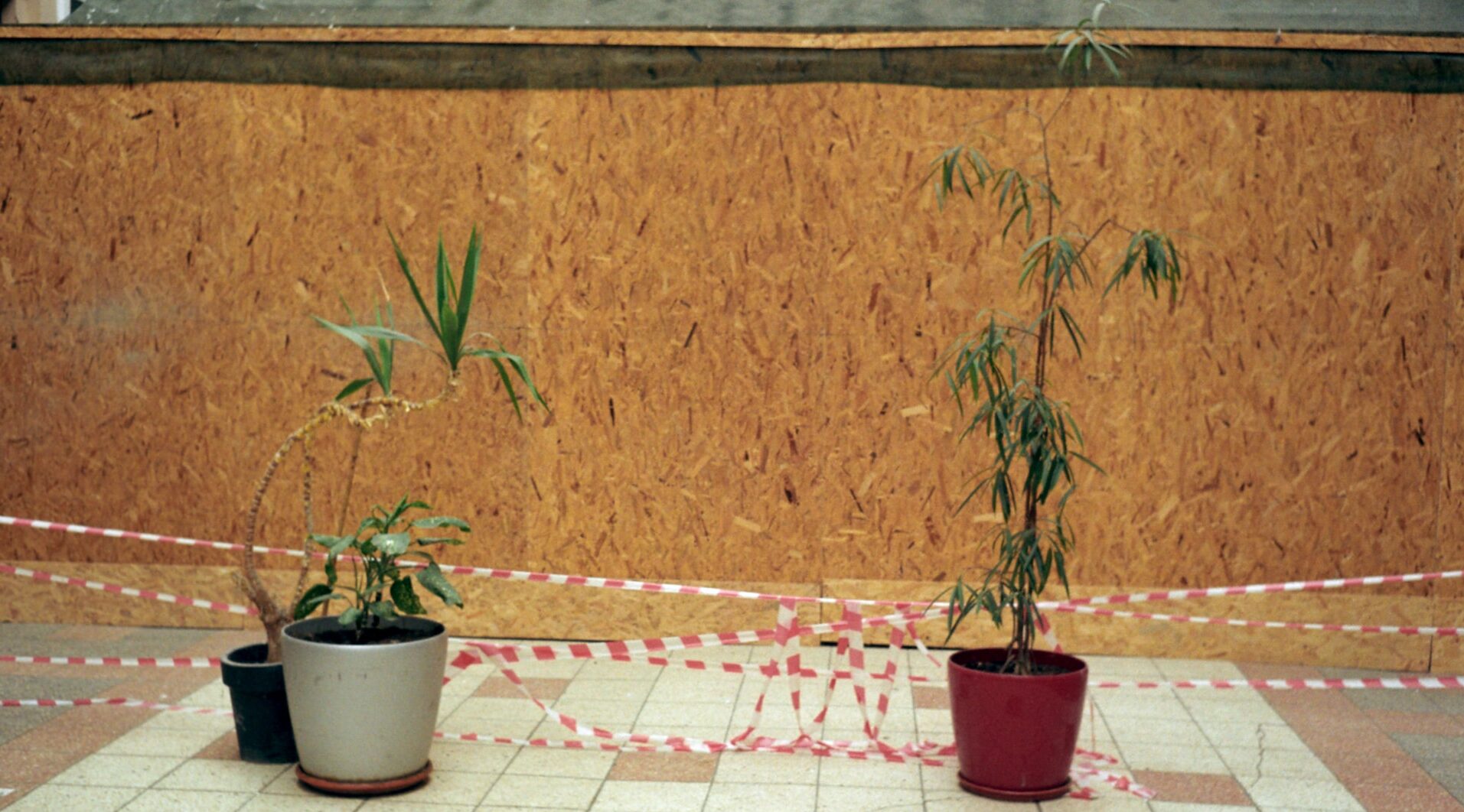 似たような植物